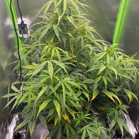 PineAutoFastBuds#1 growlog timeline photo