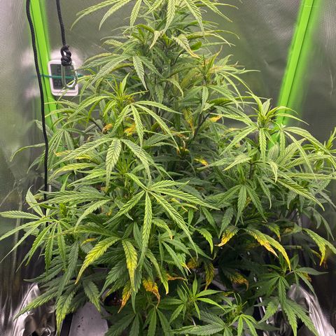 PineAutoFastBuds#1 growlog timeline photo