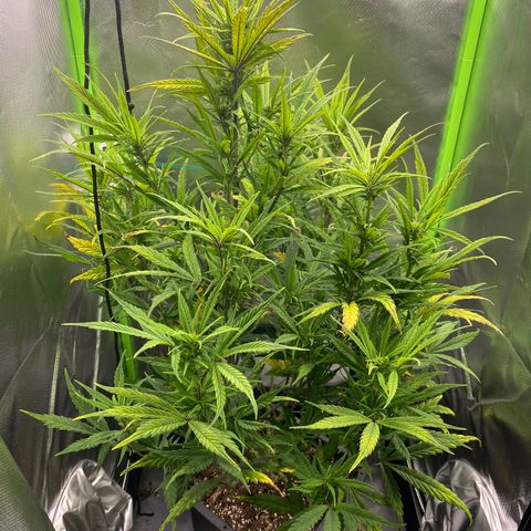 PineAutoFastBuds#1 growlog timeline photo