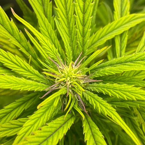 PineAutoFastBuds#1 growlog timeline photo
