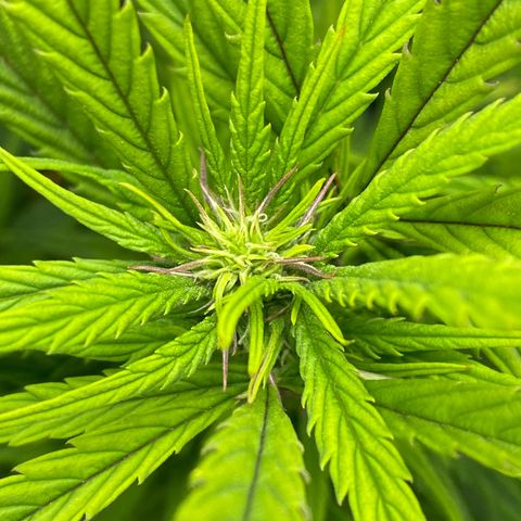PineAutoFastBuds#1 growlog timeline photo