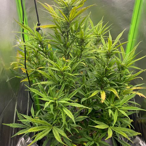 PineAutoFastBuds#1 growlog timeline photo