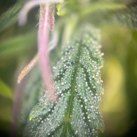 PineAutoFastBuds#1 growlog timeline photo