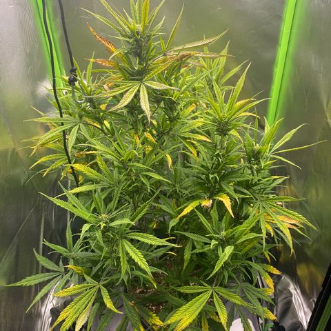 PineAutoFastBuds#1 growlog timeline photo