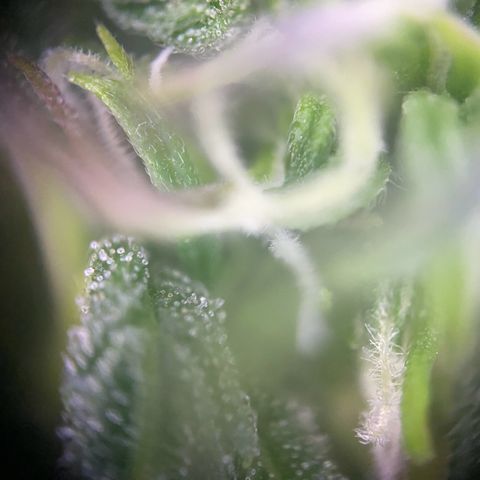 PineAutoFastBuds#1 growlog timeline photo