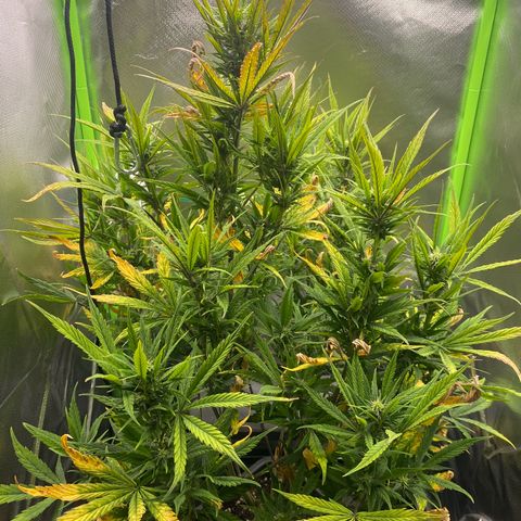 PineAutoFastBuds#1 growlog timeline photo