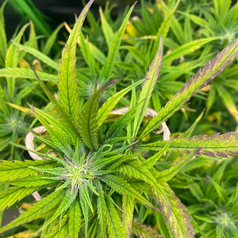 PineAutoFastBuds#1 growlog timeline photo