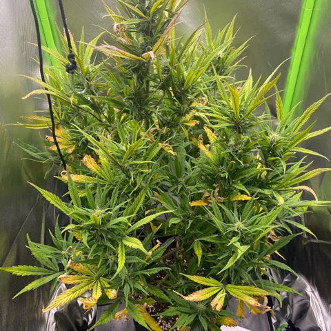 PineAutoFastBuds#1 growlog timeline photo