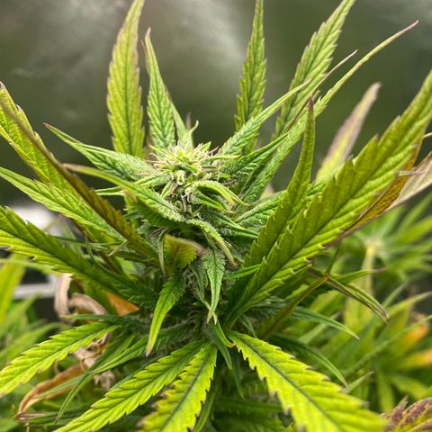 PineAutoFastBuds#1 growlog timeline photo