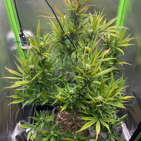 PineAutoFastBuds#1 growlog timeline photo