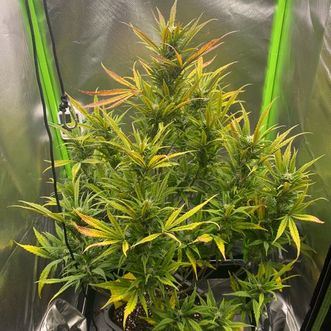 PineAutoFastBuds#1 growlog timeline photo