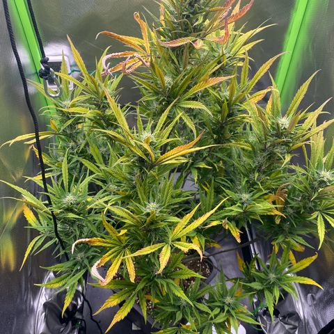 PineAutoFastBuds#1 growlog timeline photo