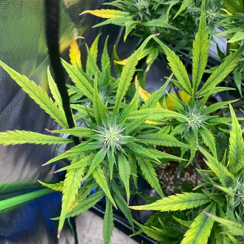 PineAutoFastBuds#1 growlog timeline photo