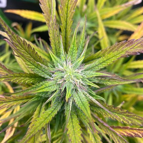 PineAutoFastBuds#1 growlog timeline photo