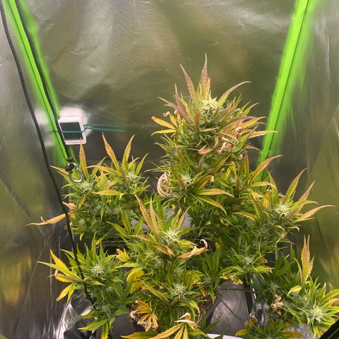 PineAutoFastBuds#1 growlog timeline photo