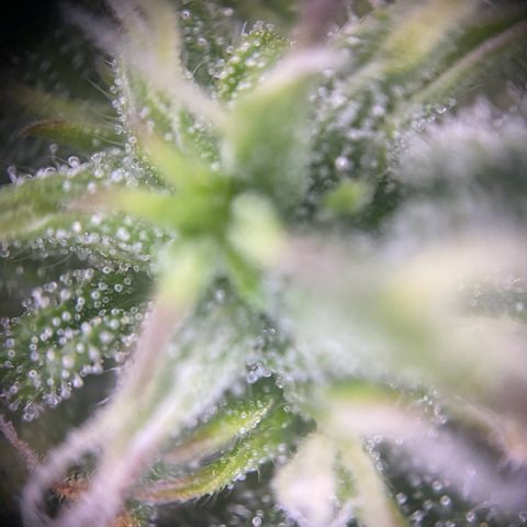 PineAutoFastBuds#1 growlog timeline photo