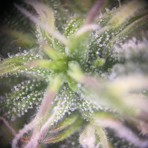 PineAutoFastBuds#1 growlog timeline photo
