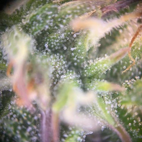 PineAutoFastBuds#1 growlog timeline photo