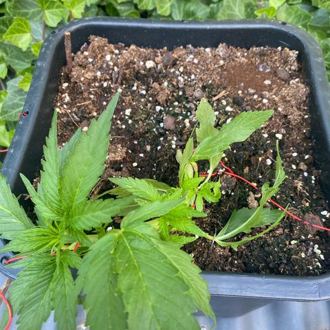 PurpleSkunk#1 growlog timeline photo