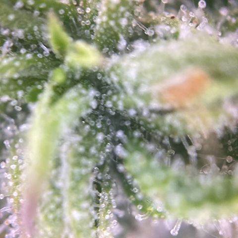 PineAutoFastBuds#1 growlog timeline photo