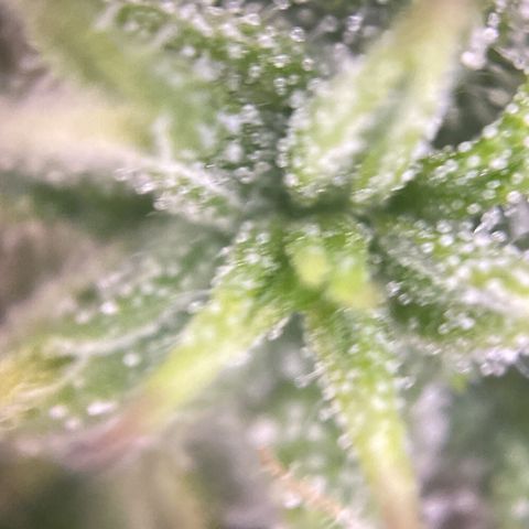 PineAutoFastBuds#1 growlog timeline photo