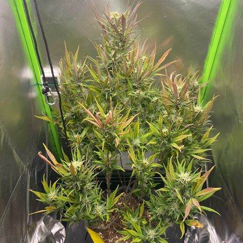 PineAutoFastBuds#1 growlog timeline photo