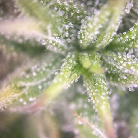 PineAutoFastBuds#1 growlog timeline photo