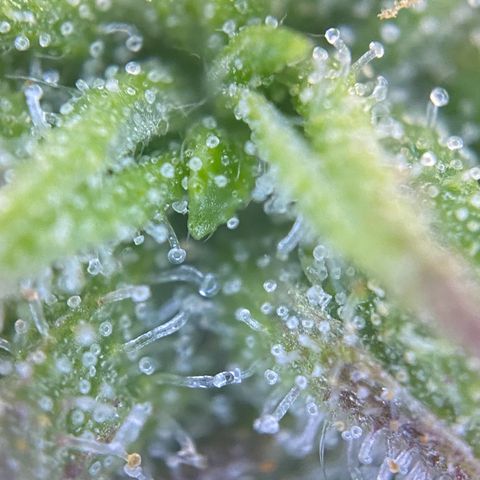 PineAutoFastBuds#1 growlog timeline photo