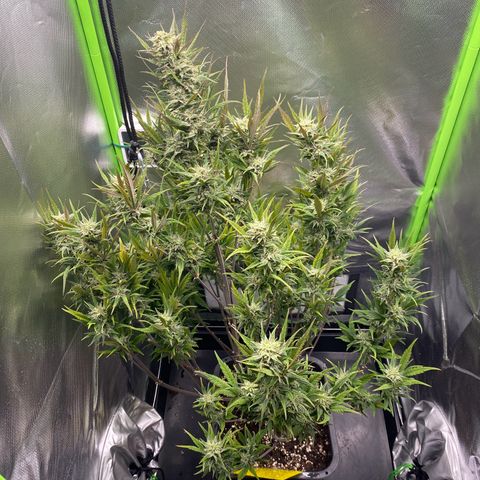 PineAutoFastBuds#1 growlog timeline photo