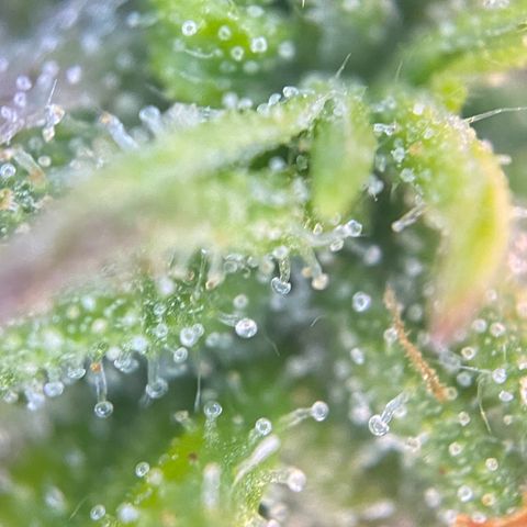 PineAutoFastBuds#1 growlog timeline photo
