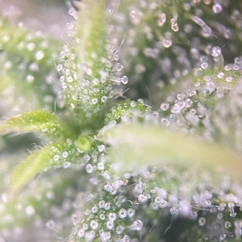 PineAutoFastBuds#1 growlog timeline photo
