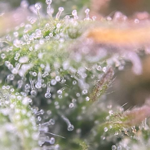 PineAutoFastBuds#1 growlog timeline photo