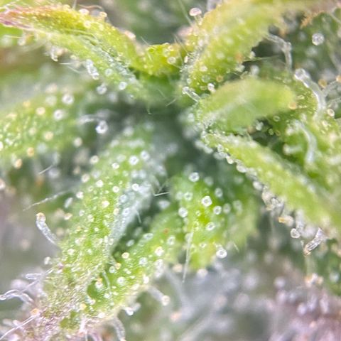PineAutoFastBuds#1 growlog timeline photo