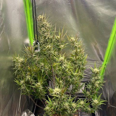 PineAutoFastBuds#1 growlog timeline photo
