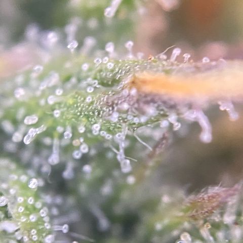 PineAutoFastBuds#1 growlog timeline photo