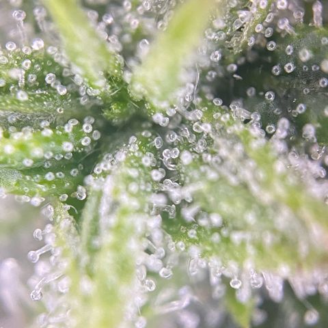 PineAutoFastBuds#1 growlog timeline photo