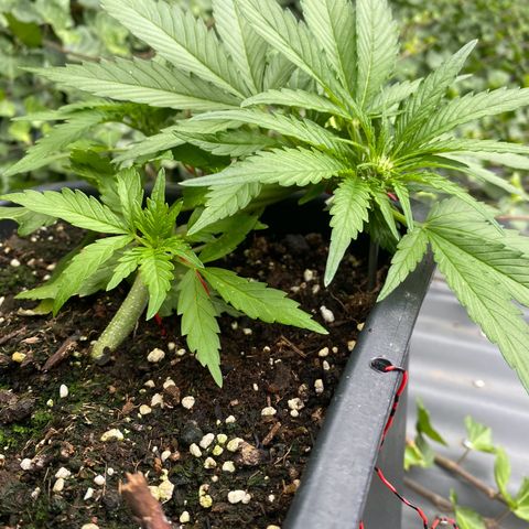 PurpleSkunk#1 growlog timeline photo
