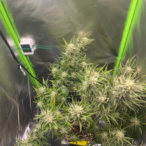 PineAutoFastBuds#1 growlog timeline photo