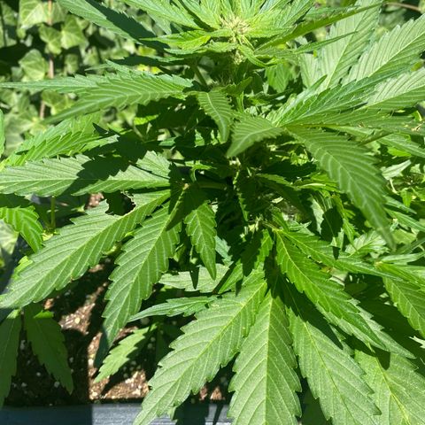 PurpleSkunk#1 growlog timeline photo
