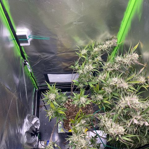 PineAutoFastBuds#1 growlog timeline photo