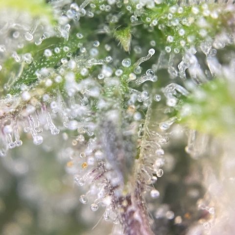 PineAutoFastBuds#1 growlog timeline photo