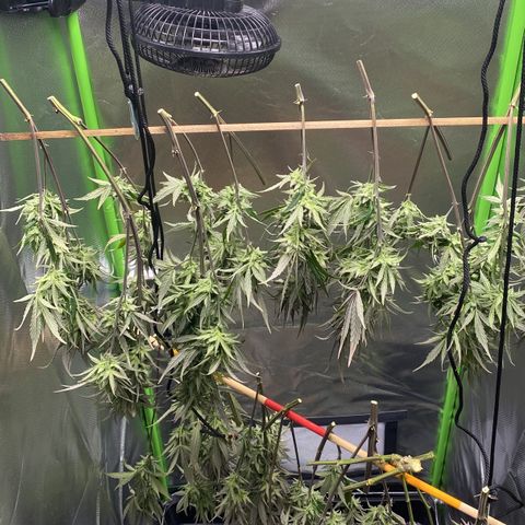 PineAutoFastBuds#1 growlog timeline photo