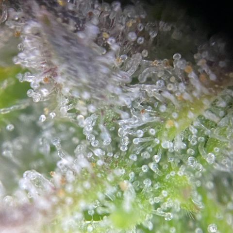 PineAutoFastBuds#1 growlog timeline photo