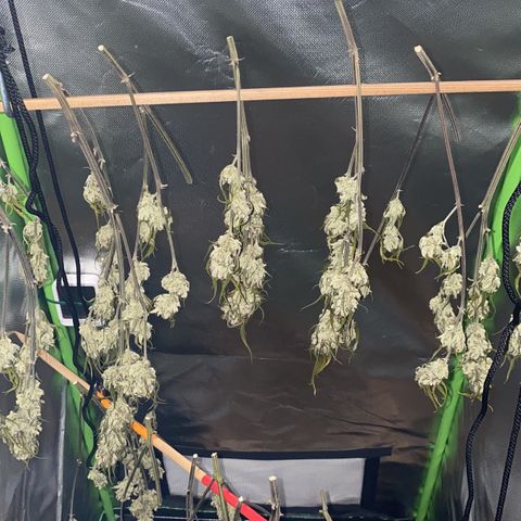 PineAutoFastBuds#1 growlog timeline photo
