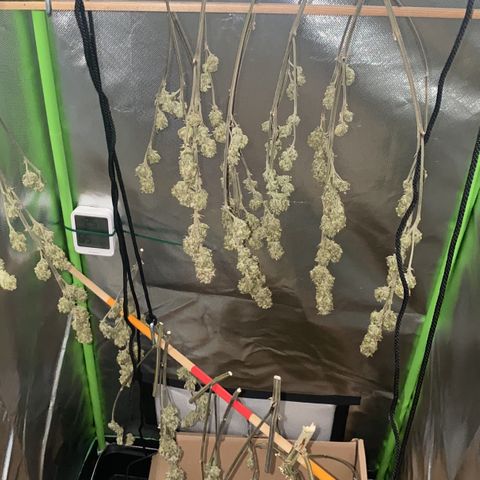 PineAutoFastBuds#1 growlog timeline photo