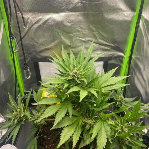 PurpleSkunk#1 growlog timeline photo
