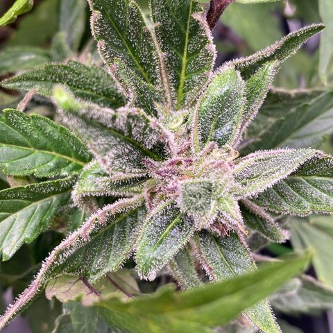 PurpleSkunk#1 growlog timeline photo