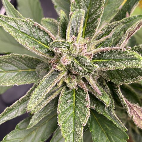 PurpleSkunk#1 growlog timeline photo