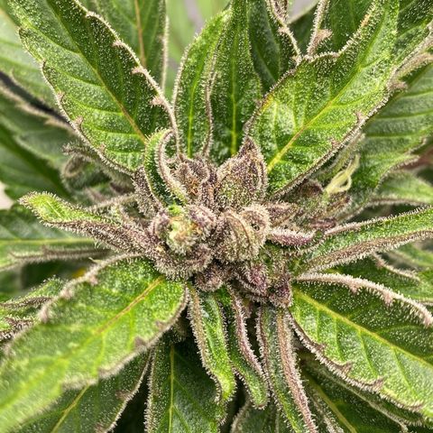 PurpleSkunk#1 growlog timeline photo