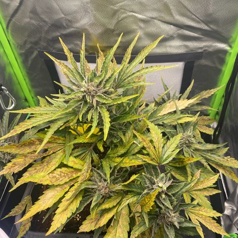 PurpleSkunk#1 growlog timeline photo